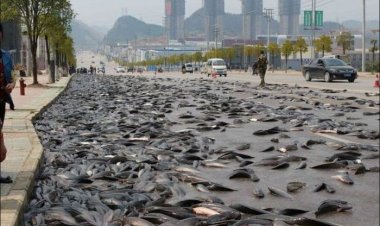 أسماك تسقط من السماء.. ما هي ظاهرة «المطر الحيواني» التي تشهدها أمريكا؟