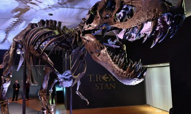 علماء الحفريات يحددون أنواعا جديدة من الديناصور طويل العنق