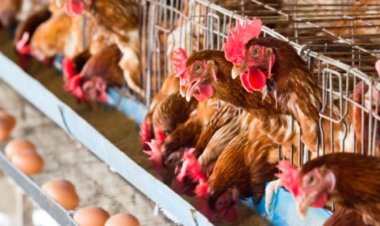 تعرف علي أسعار الدواجن والبيض .. اليوم