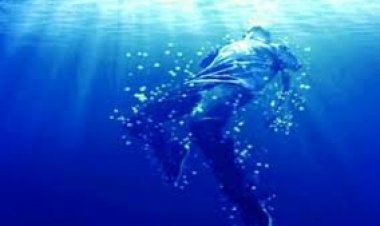 العثور على جثة  في مياه النيل بمنطقة بولاق أبو العلا