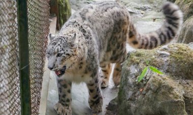 «ريلو».. فيروس كورونا يُنهي حياة أشهر «نمر ثلجي» في العالم