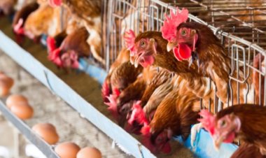 أسعار الدواجن والبيض .. اليوم الأربعاء