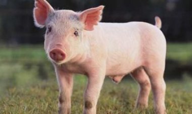 دار الإفتاء: لا حرج في التداوي بأوردة الخنزير