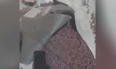 «خنافس» تغزو مدينة أرجنتينية .. (فيديو)