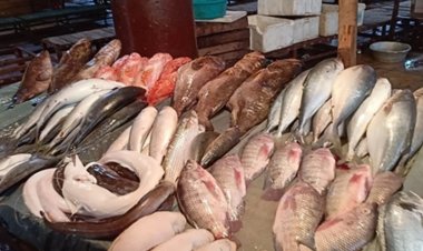 تعرف على أسعار السمك .. اليوم الخميس