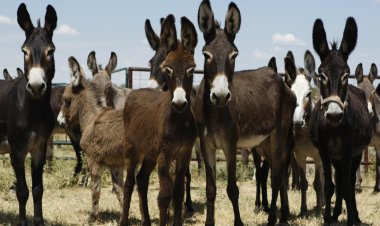 الشرطة تكشف غموض العثور على 13 «حمار مسلوخ» بالبحيرة