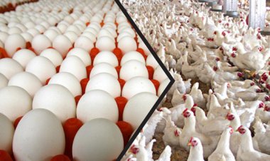 أسعار الدواجن والبيض بالأسواق المحلية اليوم الخميس 27 يناير