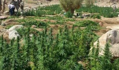 العثور على 2600 كيلو «بانجو» في صحراء الإسماعيلية