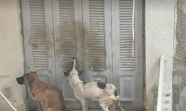 تفاصيل تعذيب كلبين فى بلكونة بمنطقة المعادى