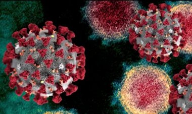 استشاري أمراض صدرية لـ«العاصمة»: السوفالدي لا يعالج فيروس كورونا