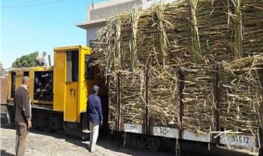 التموين: توريدات القصب تقترب من 4 مليون طن حتى الآن