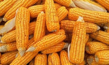 ارتفاع أسعار الذرة عالميا.. 50 دولار فى الطن