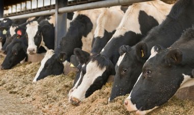 ارتفاع أسعار الماشية والخنازير فى الأسواق العالمية