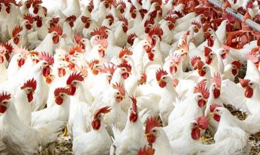 عيد الأضحى 2024.. هل يجوز الأضحية بالطيور؟