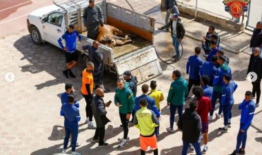لاعبو سيراميكا يذبحون عجلا قبل مرانهم استعدادًا لـ«ذئاب الجبل»