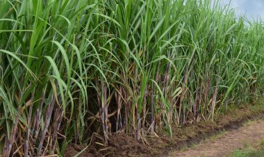 «الزراعة»: دعم مزارعي الأصناف الجديدة من قصب السكر بـ 5 آلاف جنيه