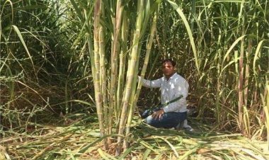 رئيس المحاصيل السكرية لـ«العاصمة»: عبوة عصير القصب ستصل 40 جنيهًا الصيف المقبل