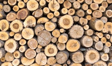 ارتفاع أسعار الأخشاب عالميا بسبب الصراع الروسي الأوكراني