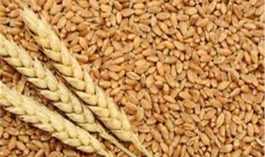 ارتفاع أسعار القمح وفول الصويا وانخفاض الذرة والأرز عالميا