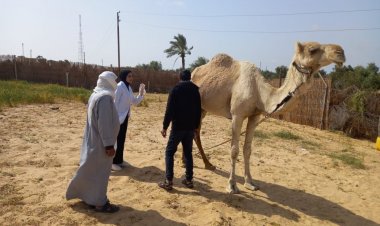 «بحوث الصحراء» ينظم قافلة مجانية لحماية الثروة الحيوانية بشمال سيناء