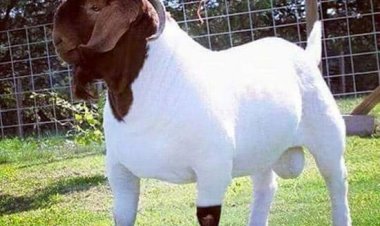 الزراعة: نوافق على استيراد الماعز البور بشروط