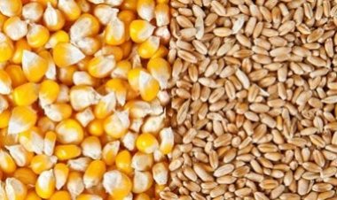 العقود الاجلة للحبوب ترتفع بمعدلات قوية  ..والقمح يصعد 19 نقطة