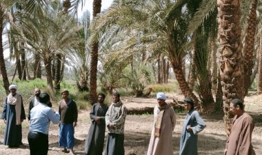 «البحوث الزراعية» ينظم مدرسة حقلية للتوعية بأهمية تلقيح نخيل البلح بأسوان