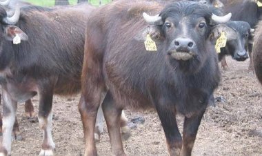 انطلاق الحملة القومية لتحصين الماشية ضد الحمي القلاعية والوادي المتصدع