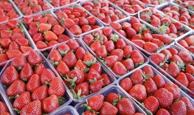 مستند| الزراعة تلزم مصدرى الفراولة بالتعامل مع المشاتل المعتمدة