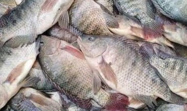 أسعار الأسماك في سوق العبور.. اليوم الخميس