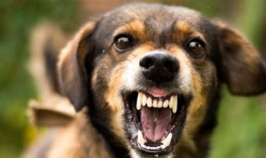 بسبب كلب.. صاحب مزرعة ينهي حياة طفل بالإسماعيلية