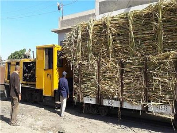 التموين: توريدات القصب تقترب من 4 مليون طن حتى الآن