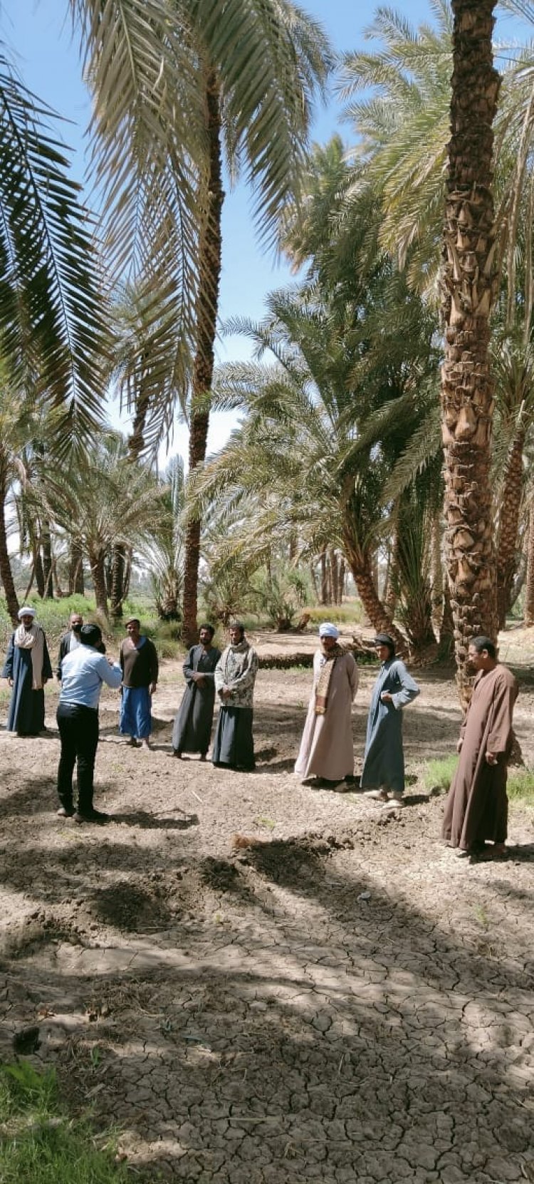 «البحوث الزراعية» ينظم مدرسة حقلية للتوعية بأهمية تلقيح نخيل البلح بأسوان