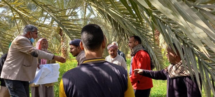 مدير معهد وقاية النباتات : نفذنا 21 مدرسة حقلية لمكافحة سوسة النخيل 