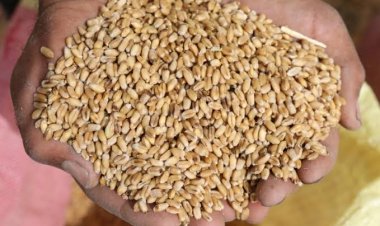 بعد رفع روسيا رسوم تصدير القمح.. خبيرة اقتصاد تتوقع ارتفاع أسعار رغيف الخبز السياحي والبنزين