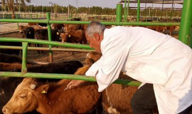 تحصين 11665 رأس ماشية ضد الحمى القلاعية بالبحيرة