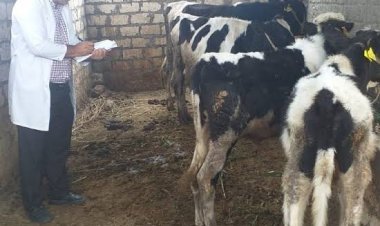 بيطري البحيرة:  علاج 8298 رأس ماشية وتحصين 10163 رأس ضد الحمى القلاعية