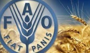 «الفاو»: أسعار الغذاء  تشهد أعلى ارتفاعًا في التاريخ