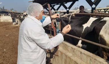 بيطري البحيرة: الكشف على 36 ألف و976 رأس ماشية و دواجن
