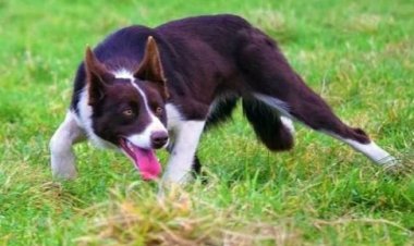 القبض على شخص ظهر في فيديو يعذب كلب حتى الموت بالمنوفية