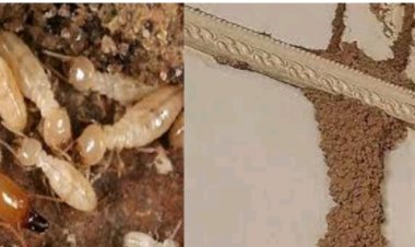 تعرف على أنواع النمل الأبيض التي تهاجم المنازل وتأثيرها