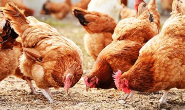 الفراخ البيضاء بـ43 جنيها.. تعرف على أسعار الدواجن اليوم الأربعاء