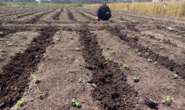 محافظة البحيرة: زراعة 30 فدان قطن والمستهدف 70 ألفا