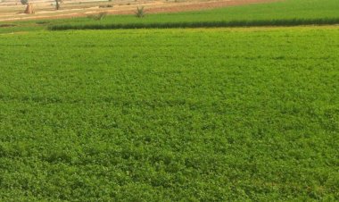 الحكومة تنفي ضم أراضي هيئة الإصلاح الزراعي لملكية جهات حكومية