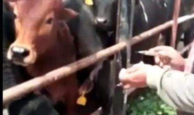 الزراعة: تجارب جديدة على الاعلاف لزيادة إنتاجية اللحوم الحمراء   