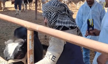 تحصين أكثر من 540 ألف رأس ماشيه ضد مرضى الحمي القلاعية بالبحيرة