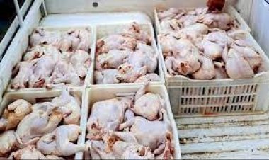 ضبط 3 طن دواجن فاسدة داخل ثلاجة بالقاهرة