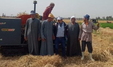 بزغاريد النساء وأغاني المزارعين.. بدء موسم حصاد القمح في كفر الشيخ