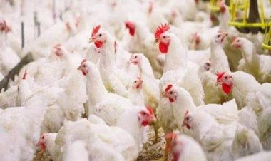 ارتفاع جديد في أسعار الدواجن.. اليوم الأحد