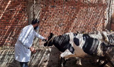 محافظة الغربية: تحصين 247307 ماشية ضد الحمى القلاعية